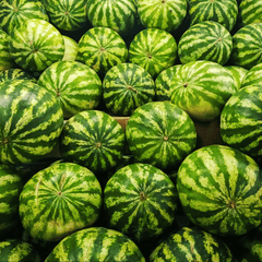 All Sweet Watermelon – 25 Seeds
