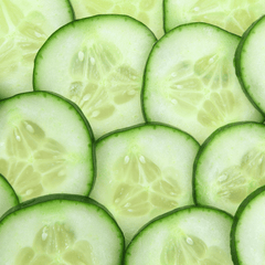Ashley Cucumber – 30 Seeds