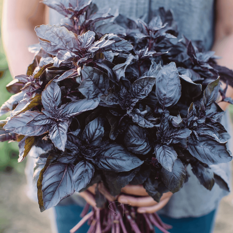 Dark Opal Basil – 250 Seeds