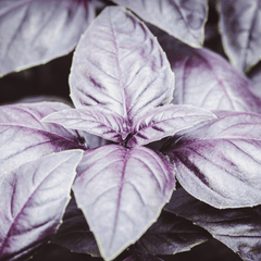 Dark Opal Basil – 250 Seeds