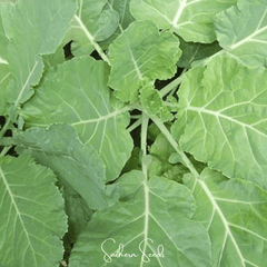 Premier Kale – 250 Seeds
