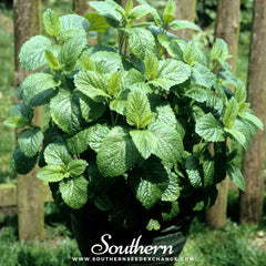Lemon Balm – 100 Seeds