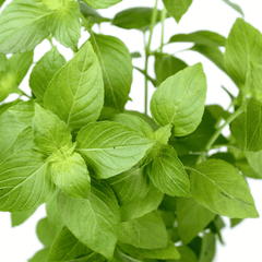 Lemon Basil – 250 Seeds