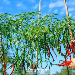Cayenne Long Slim Pepper – 30 Seeds