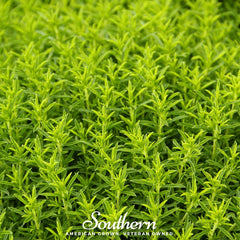 Winter Savory – 100 Seeds