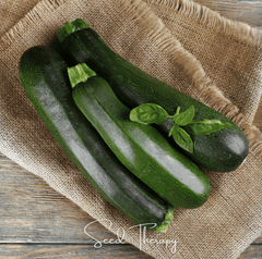 Dark Green Zucchini Summer Squash – 25 Seeds
