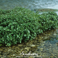 Watercress – 200 Seeds